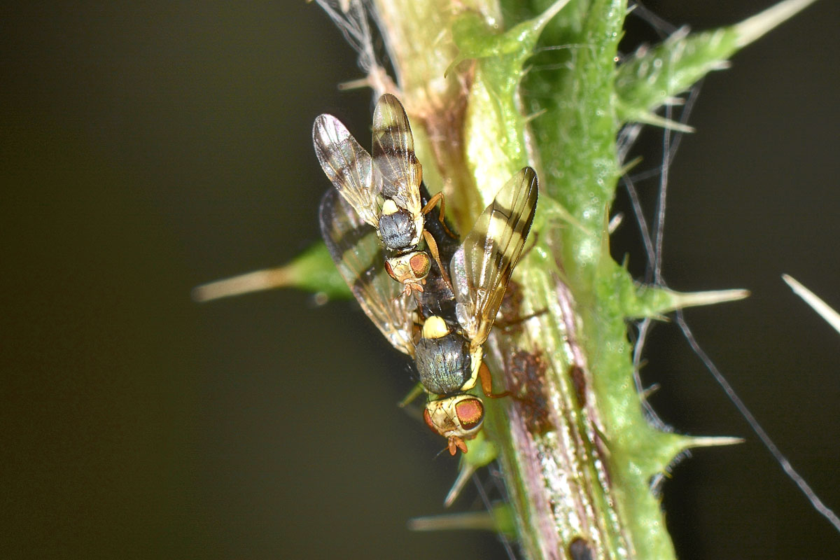 Tephritidae: Urophora stylata?  S !